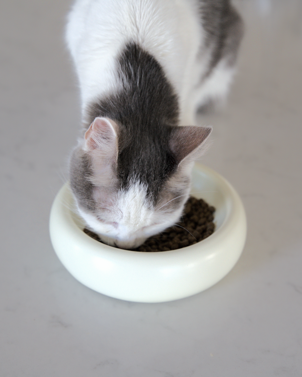 Halo Cat Bowl