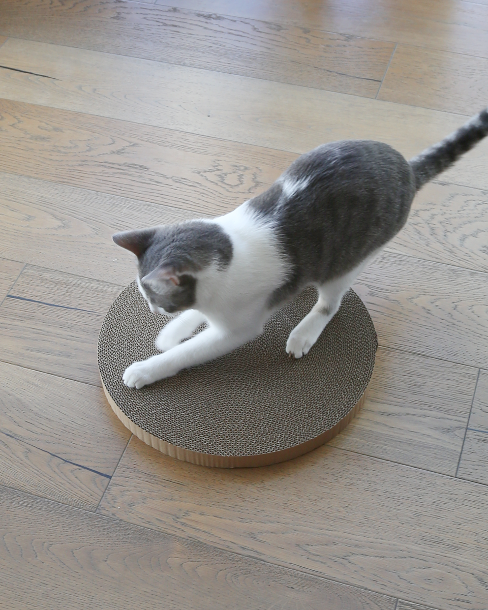 Sundial Disc